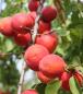 Fruit
